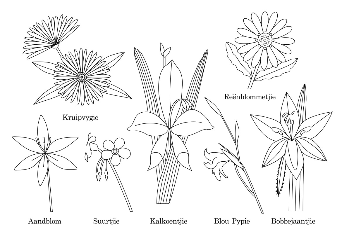 Wildflower illustrations with common names