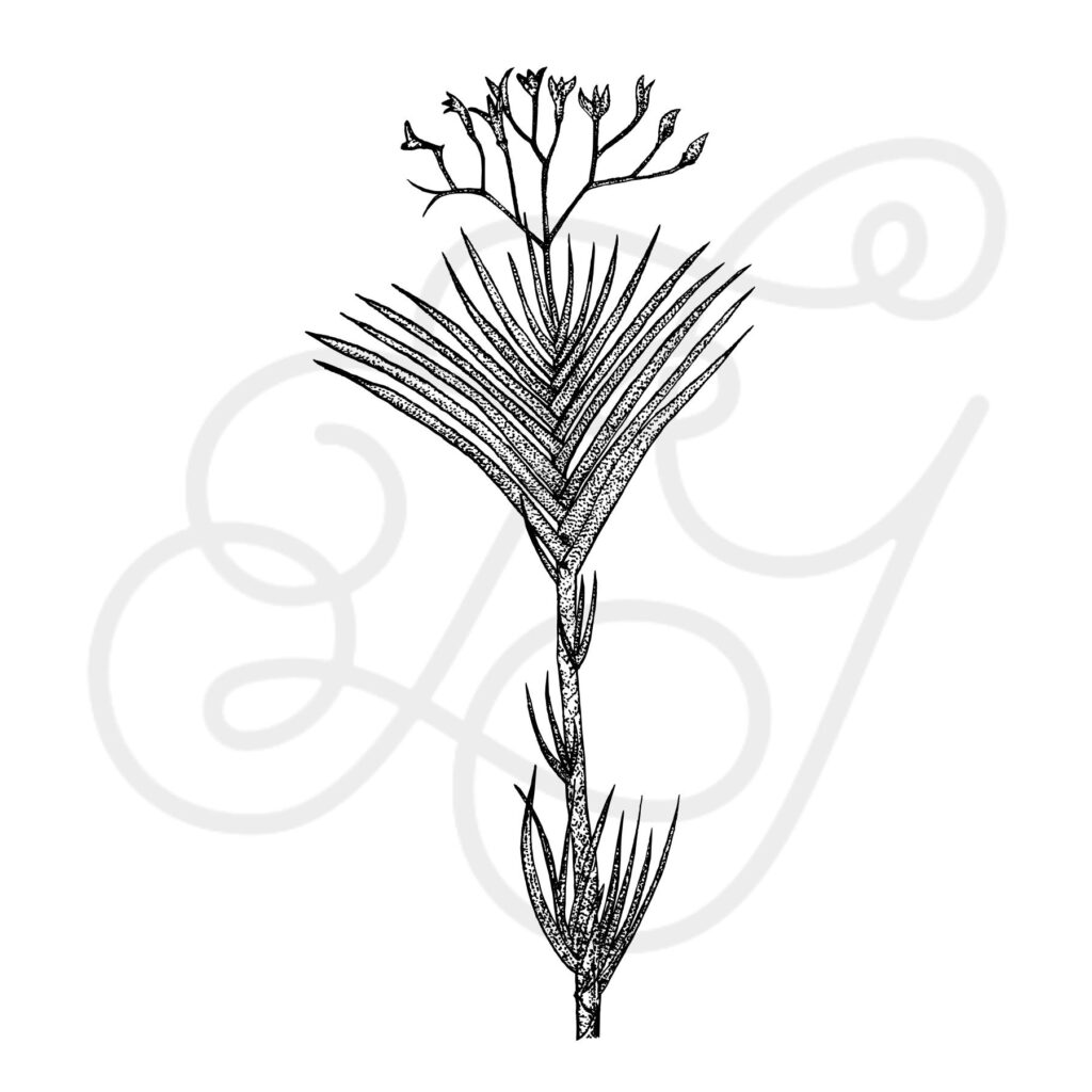 Watermarked Artwork of Nivenia Binata