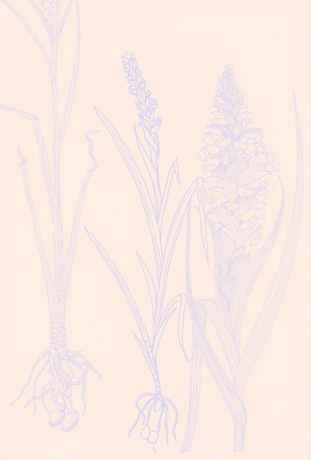 Indigenous orchid